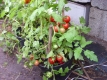 Tomate Tomatito de Jalapa Samen