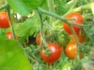 Tomate Rote Ribisel Samen