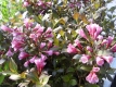 Weigelia Purpurea Pflanze