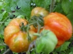 Tomate Shimmeig Creg Samen