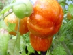 Tomate Shimmeig Creg Samen