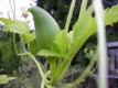Inkagurke Inkahörnchen Cyclanthera pedata Samen
