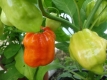 Chili Habanero Red Capsicum chinese Samen