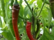 Paprika Cayenne Capsicum anuum Gewürzpaprika Samen