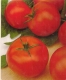 Was es vor dem Bestellen die Tomate rutgers zu bewerten gilt!