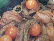 Andenbeere Physalis edulis Samen