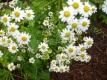 Mutterkraut Chrysanthemum parthenium Samen