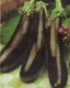 Aubergine Antar F1 Samen