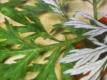 Beifuß Artemisia vulgaris Samen
