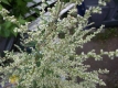 Beifuß Artemisia vulgaris Samen