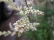 Beifuß Artemisia vulgaris Samen