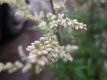 Beifuß  Artemisia vulgaris Samen