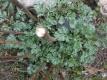 Beifuß  Artemisia vulgaris Samen
