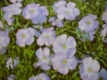 Lein/Flachs Linum usitatissimum blau Samen