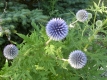 Ruthenische Kugeldistel Echinops ritro Samen