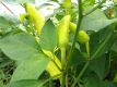 Paprika Hungarian yellow wax hot Samen