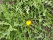 Löwenzahn Taraxanum officinale Pu-Gong -Ying Samen