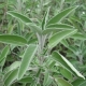 Echter Salbei Salvia officinalis Samen