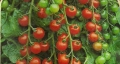 Tomate rutgers - Unsere Produkte unter der Menge an analysierten Tomate rutgers!