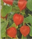 Lampionblume Physalis Samen