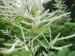 Waldgeißbart Zweiweltenkind Waldspargel Samen