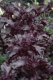 Basilikum Purple Ruffles Samen