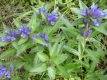 Kreuz-Enzian Gentiana cruciata Samen