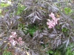 Geschlitztblöttriger Holunder Black Lace (R)Pflanze