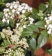 Mittelmeerschneeball Eva Price Viburnum tinus Pflanze