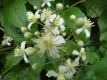 Duftclematis Pflanze