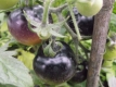 Tomate Bosque Blue blauviolette Färbung Pflanze