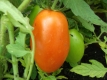 Tomate Roma Pflanze