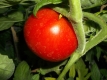 Tomate Rutgers Pflanze
