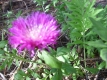 Kaukasische Flockenblume Centaurea dealbata Pflanze
