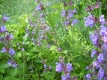 Echter Salbei Pflanze Salvia officinalis Pflanze