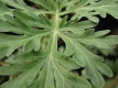 Wermut Artemisia absinthium Pflanze
