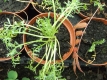 Maca Lepidium meyenii PeruGinseng Pflanze