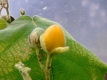 Zwergtamarillo Cyphomandra abutiloides Pflanze***
