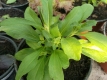 Süßkraut Zuckerpflanze (Stevia rebaudiana)Pflanze