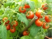 Tomate Zimmertomate - ganzjährig Tomaten ernten Samen