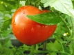 Tomate Marglobe Samen