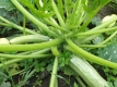 Zucchini Genovese aus Italien Samen