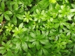 Waldmeister Galium odoratum Pflanze