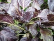 Basilikum Purple Ruffles Pflanze