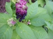Speisekermesbeere Phytolacca acinosa Pflanze