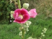 Stockrose Rot Alcea rosea Samen