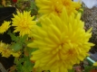 Gartenchrysantheme Alec Bedser gelb Pflanze