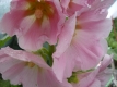 Stockrose Rosa Alcea rosea Samen