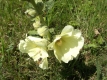 Stockrose Gelb Alcea rosea Samen