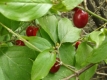 Kornelkirsche Cornus mas Samen